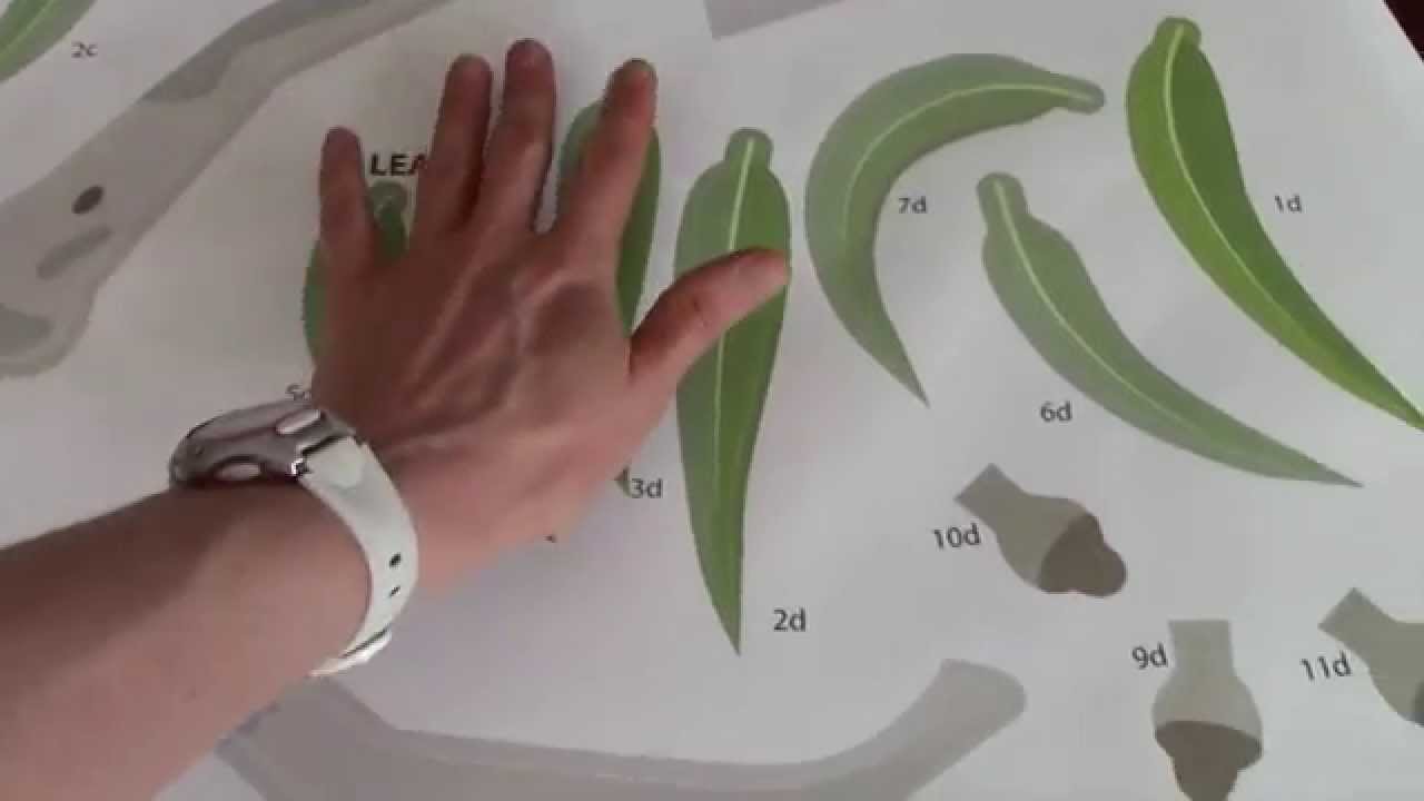 Designer Australian Animal Wall Stickers | Totsntales Decor Review