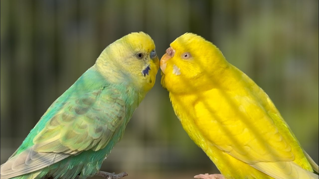 11 Hours Budgie Singing Sounds | Relax Your Mind