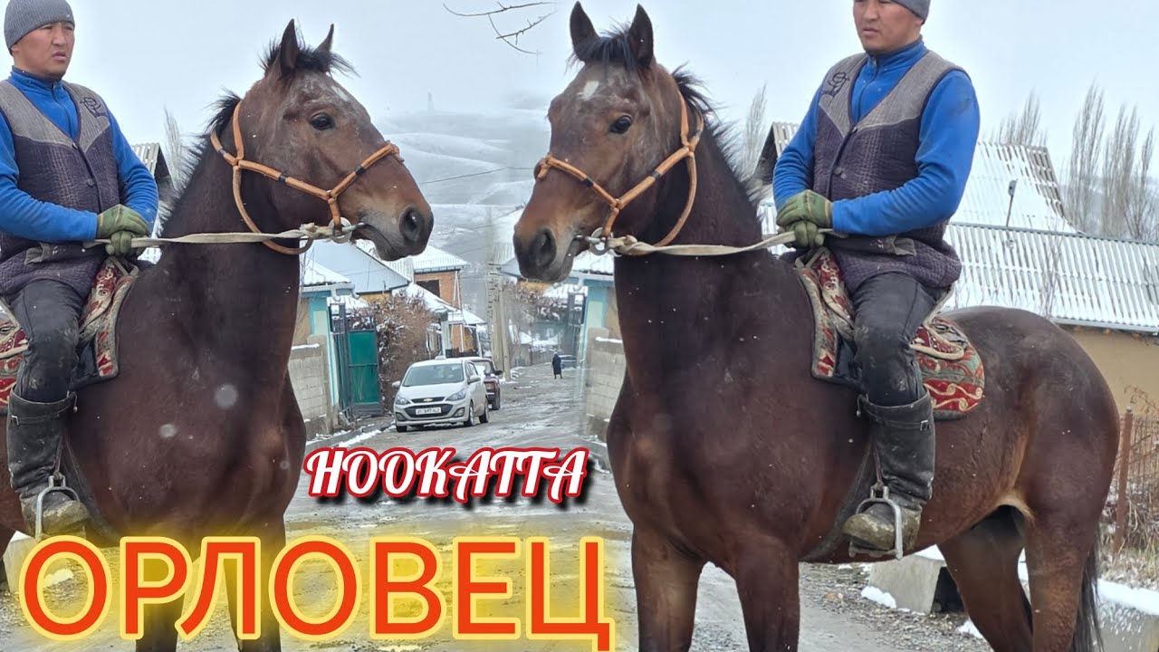 Ноокатта ОРЛОВЕЦ