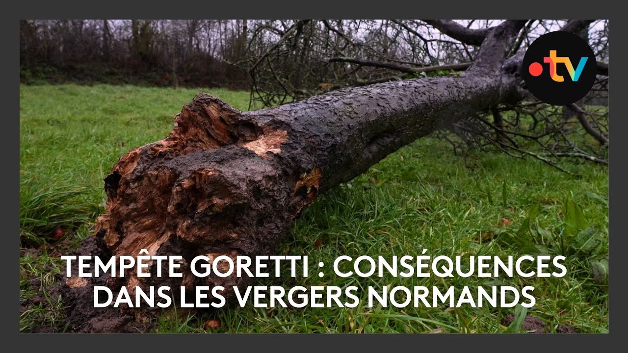 Tempête Goretti : conséquences dans les vergers normands