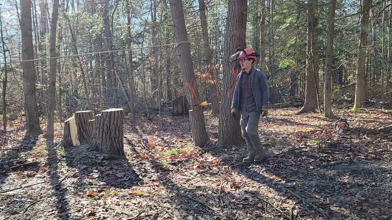 Tree Falling :: 10