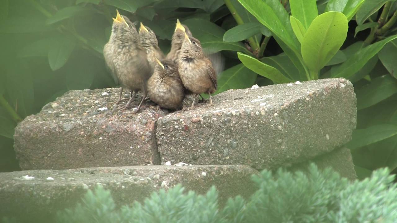 Jonge dieren in de lente