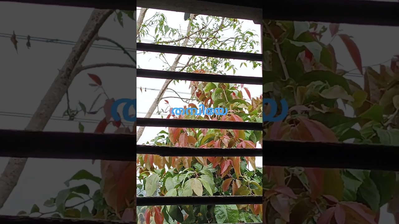 തമ്പിയേ 