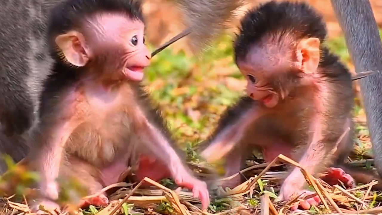 Adorable Wildlife Tiny Baby Monkey Is Trying To Walk Following Mommy
