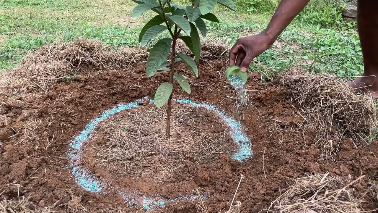 පේර පැලයේ දෙවන කප්පාදුවෙන් පසු පොහොර යෙදීම