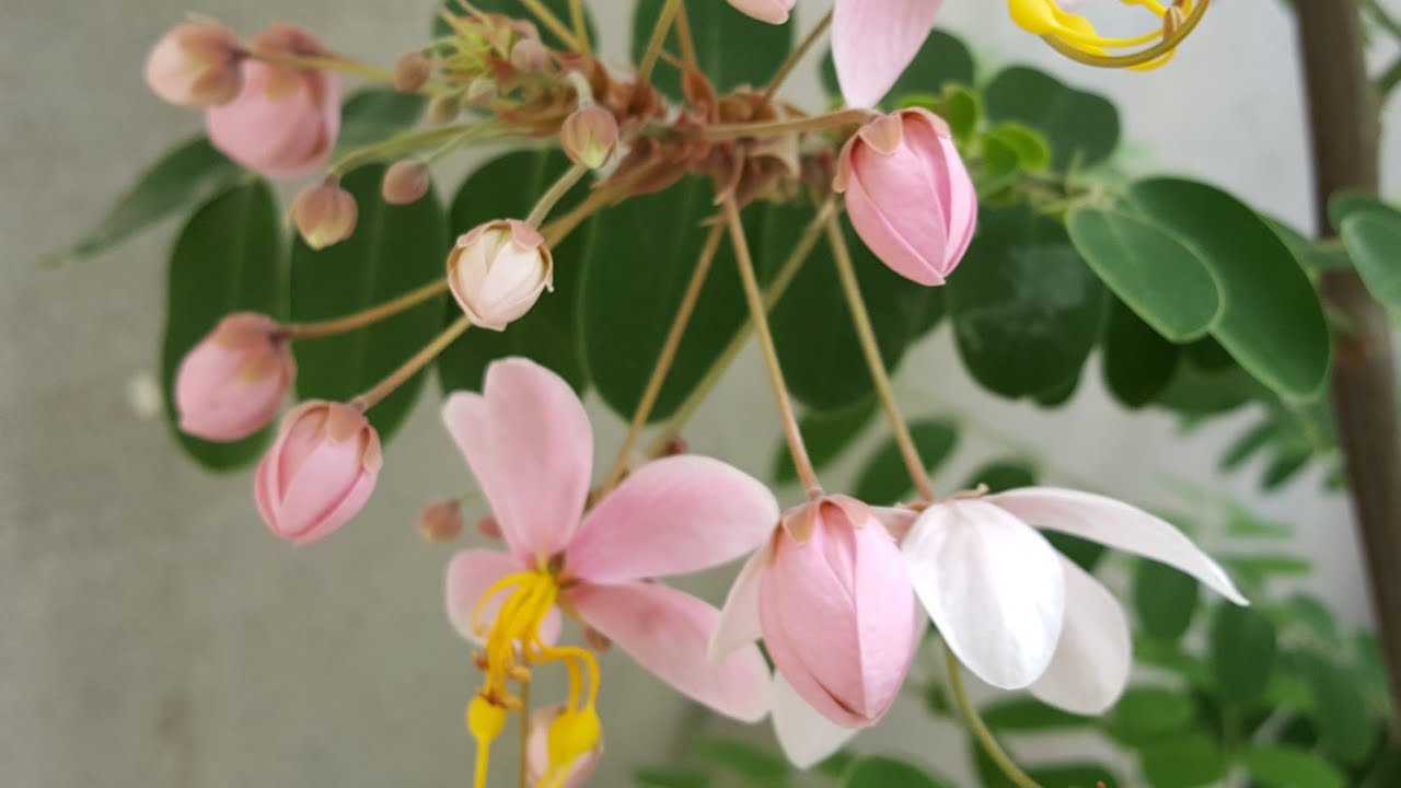 Cassia javanica | Cassia nodosa pruning | Part 1