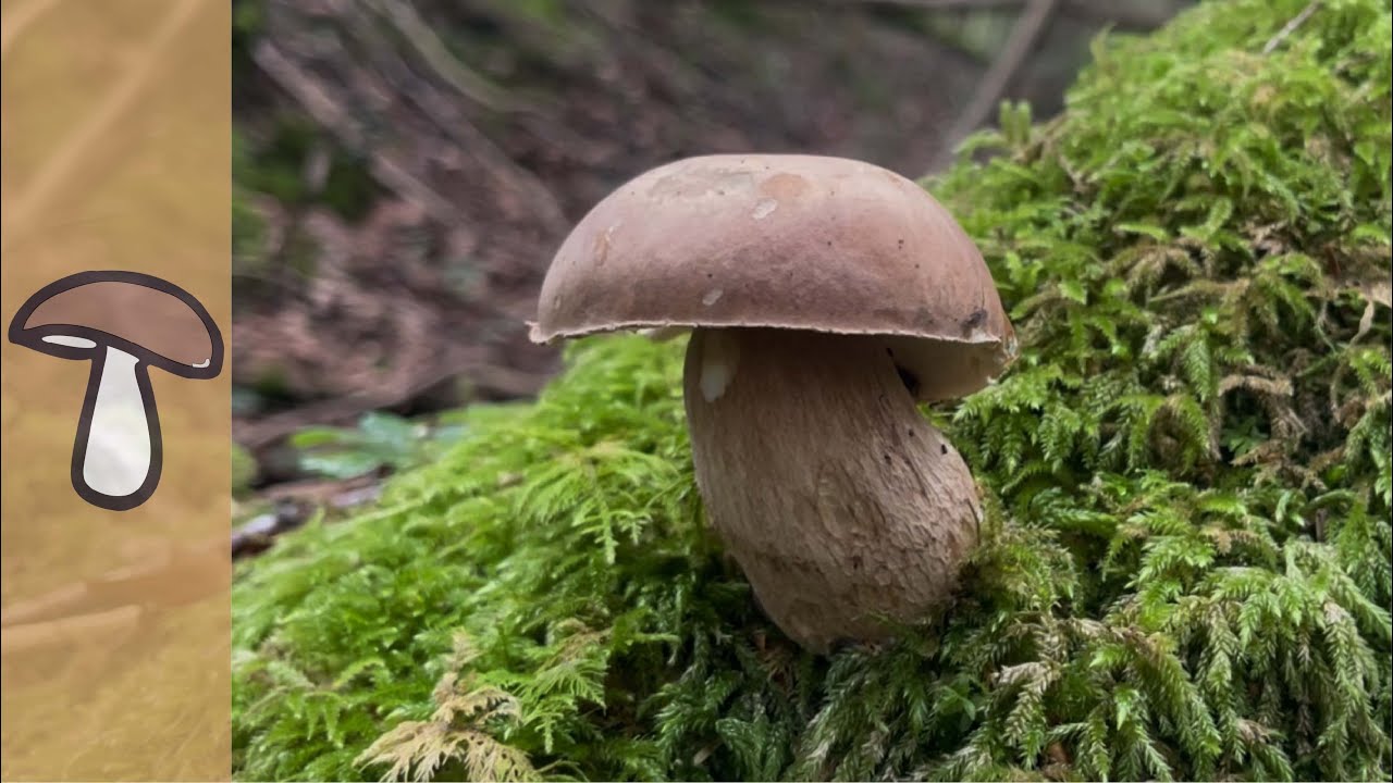 🍄PilzGlück 14. Juli 2024