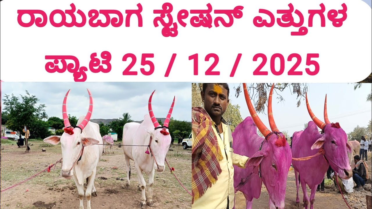 ರಾಯಬಾಗ ಎತ್ತಿನ ಪ್ಯಾಟಿ 25 / 12 /2025 /Raibag Bulls market on Every Thursday