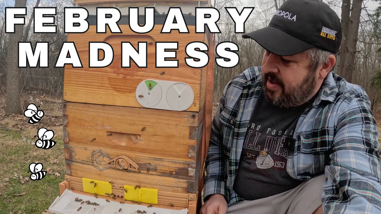 February Beekeeping Madness