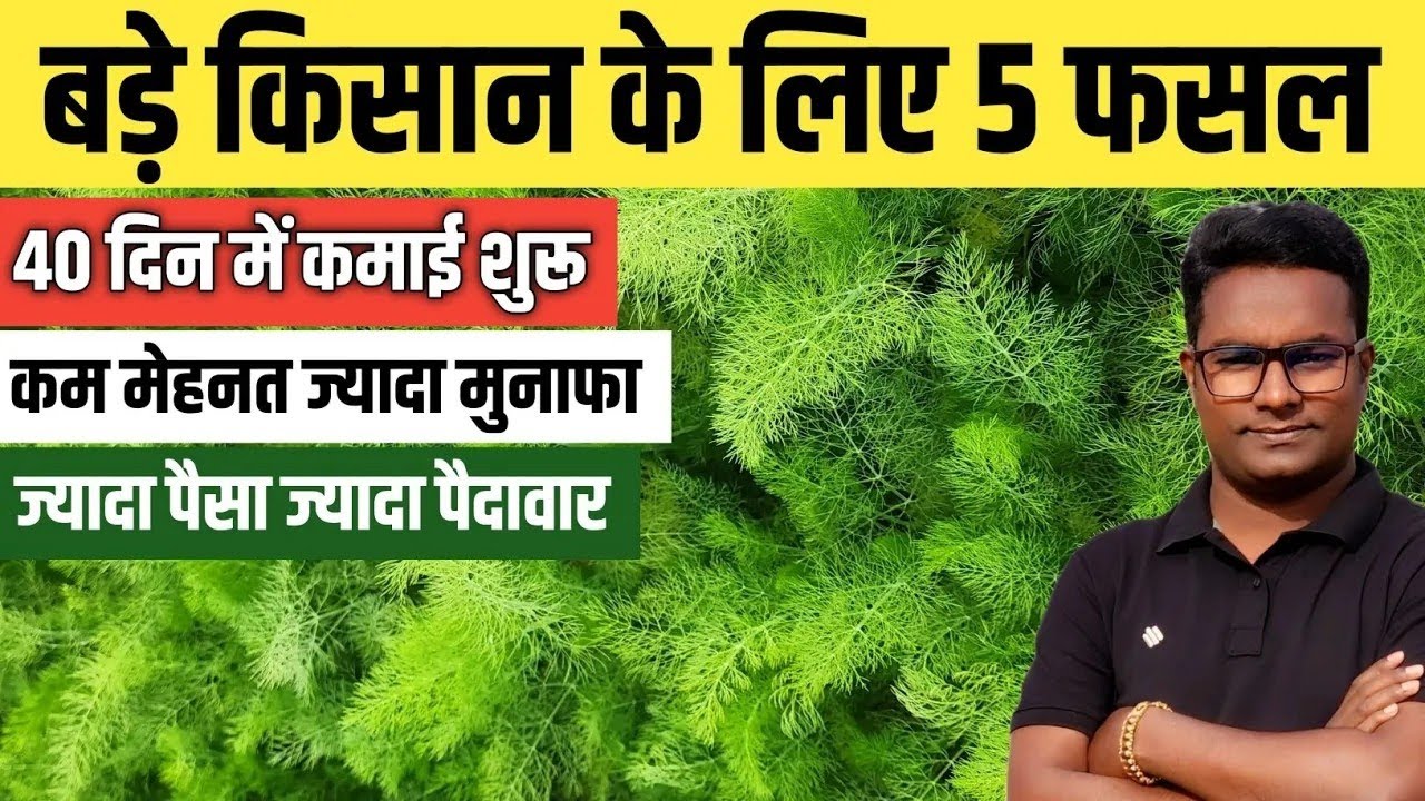 बड़े किसानों के लिए 5 बेहतरीन फसलें । कम मेहनत मुनाफा ज्यादा 40 दिन में कमाई शुरू Top 5 Crop farmer