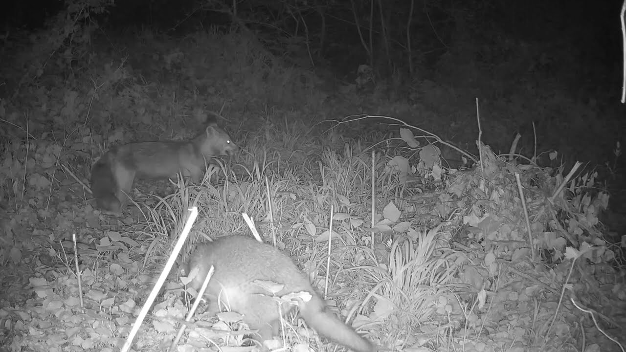 Red Fox Mom Teaches Her Curious Pup How to Search for Food in the Forest