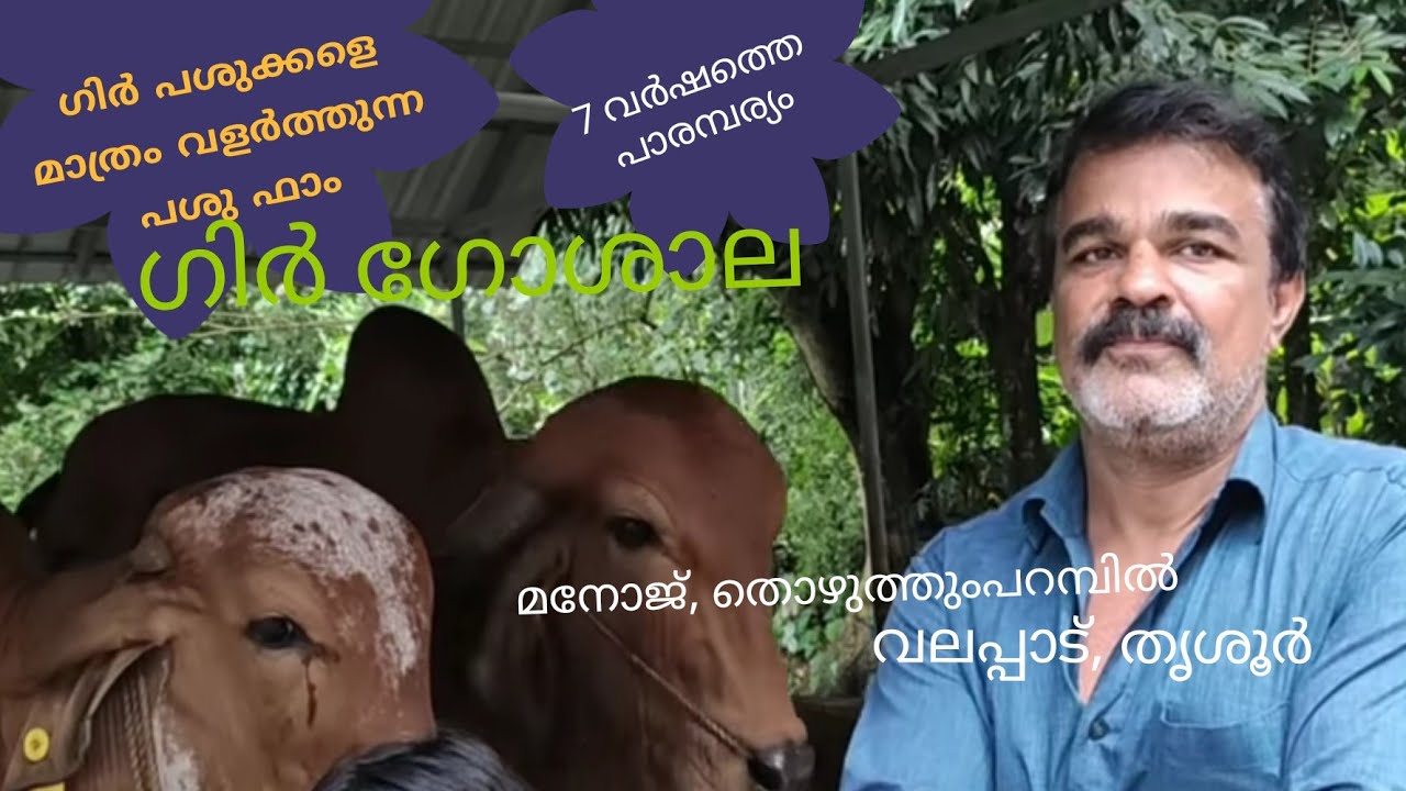 ഗിർ പശു ഫാം| മനോജ് തൊഴുത്തും പറമ്പിൽ | വലപ്പാട്|Gir| പശു വളർത്തൽ|Gir cow farm|Gir cow |Gir cow farm|