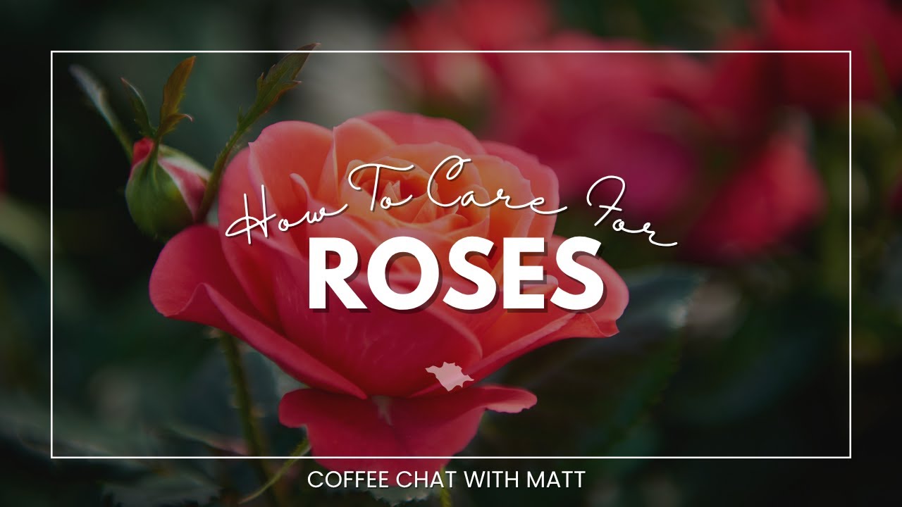 How to Care for Roses // Expert Rose Care Guide