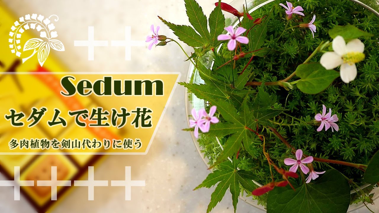 【生け花】多肉植物を剣山の代わりに【ikebana】セダム/姫風露/どくだみ/寄せ植え/庭の小さな花も生けられる/Sedum instead of Kenzan/景天屬/Очиток/tips