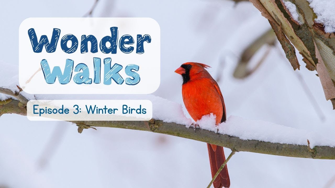 Wonder Walks E3   Winter Birds