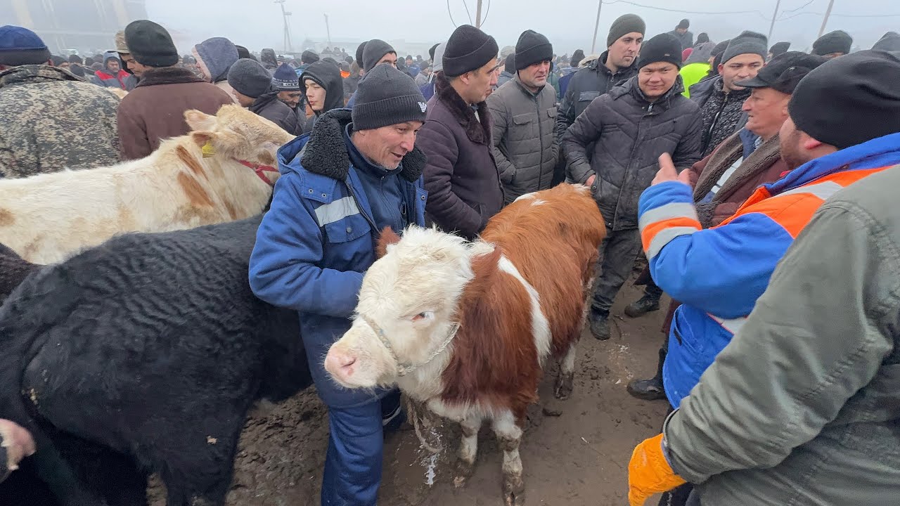 УРГАНЧ МОЛ БОЗОРИ БОКИЛАДИГАН ЁШ НОВВОСЛАР 1-ФЕВРАЛ НАРХЛАР КЎТАРИЛДИ !!! ХОРАЗМ БОЗОР