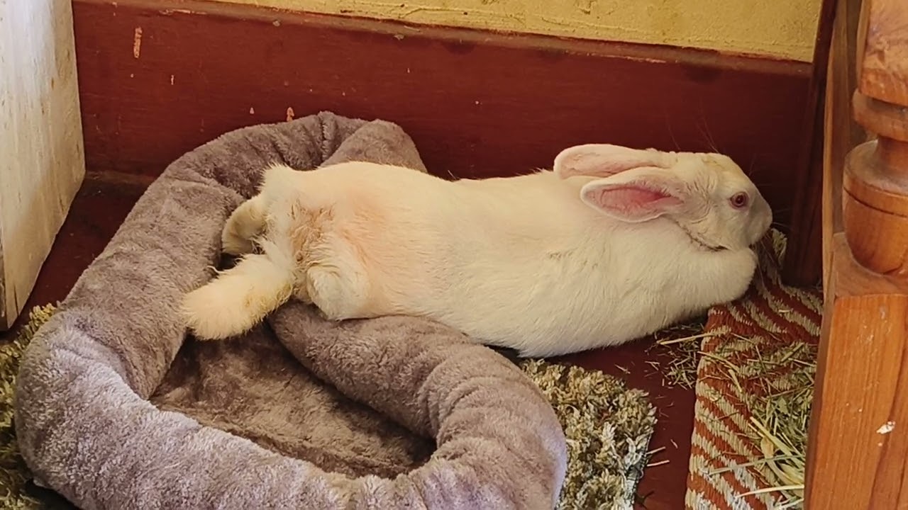 Sleeping comfortably😴
