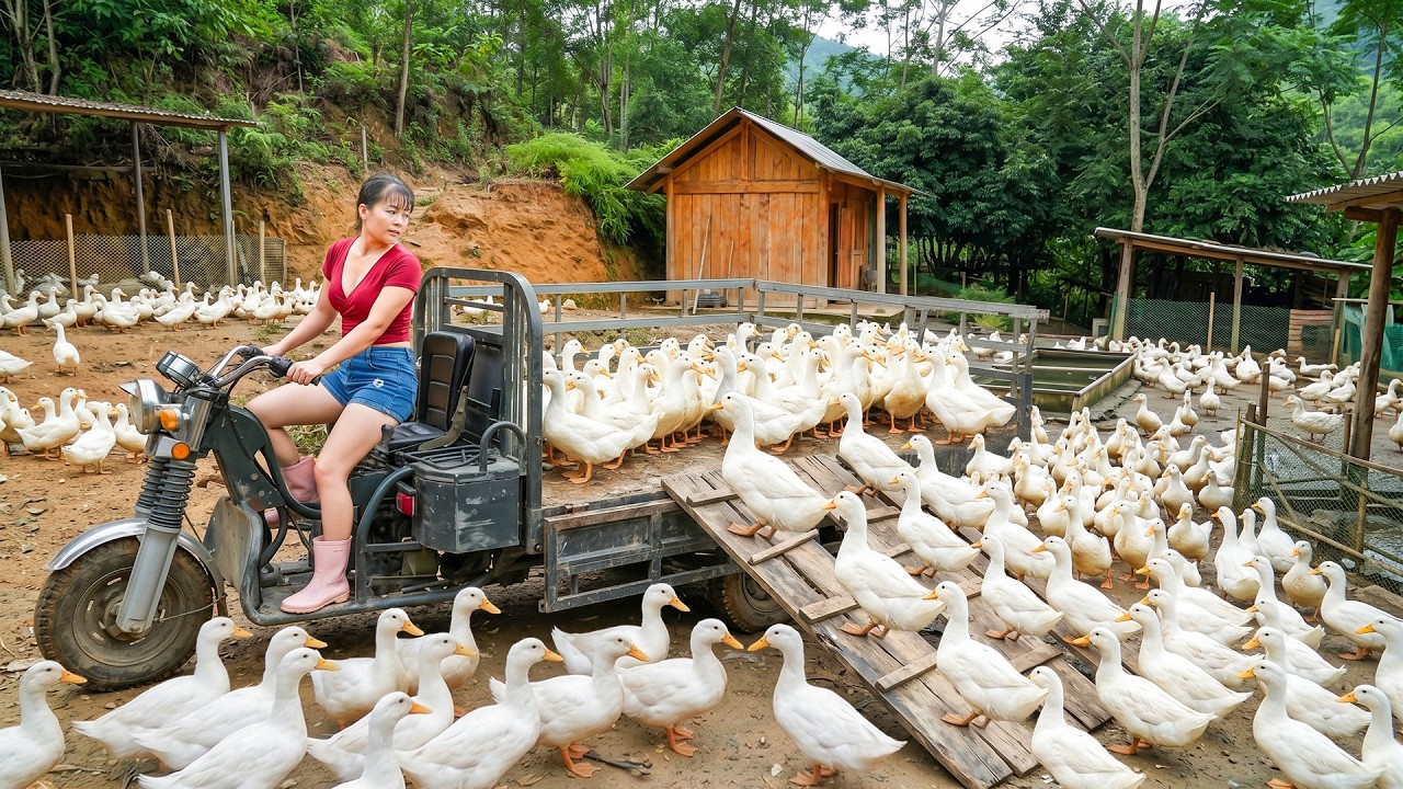 6 Months of Raising Ducks&mdash;Eagerly Loading a Truck Full of Ducks To Sell At The Village Market