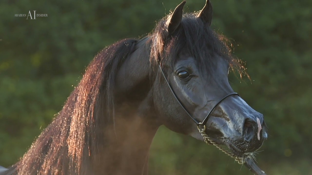 ⚫️ ASE JUSTICE EL JAMAAL ⚫️ (WH JUSTICE x GERALDYNE EL JAMAAL), 2019 Black Stallion