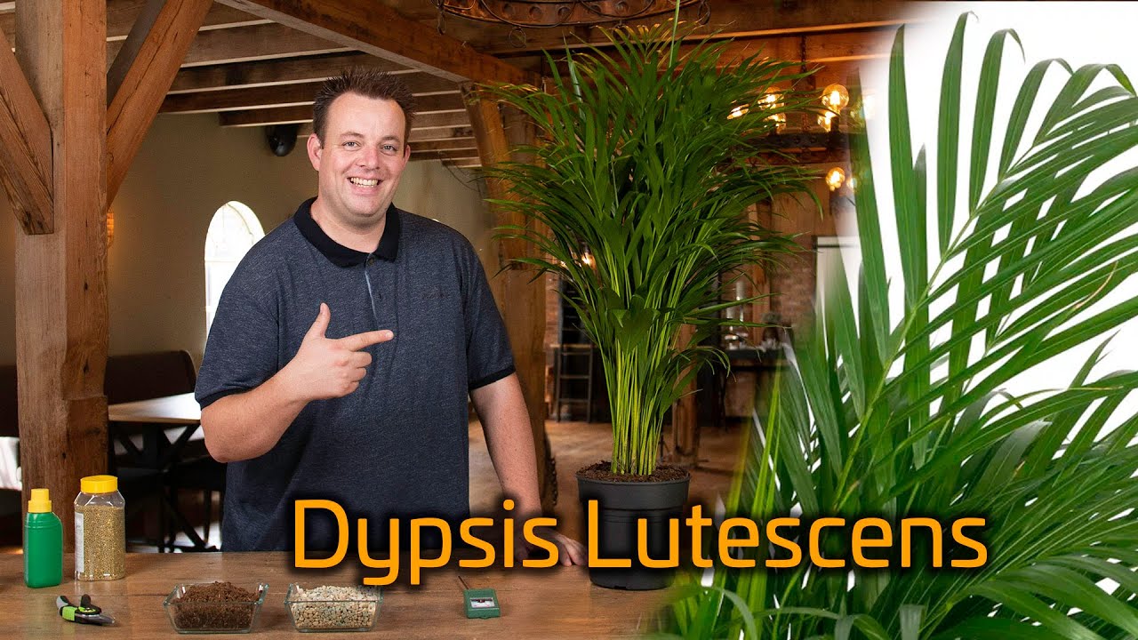 Tips voor de verzorging van je Areca palm (Dypsis Lutescens)