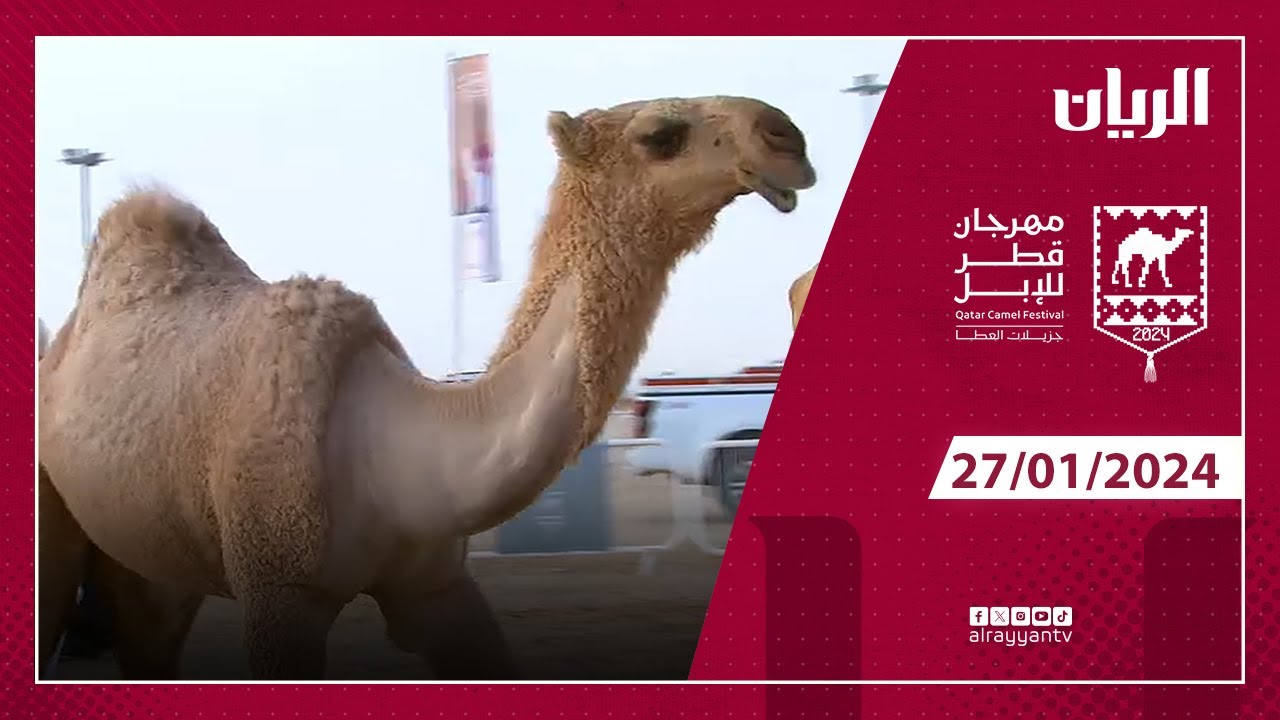 مهرجان قطر للإبل  27-01-2024