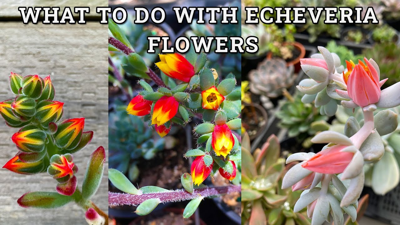 What to do with Echeveria flowers