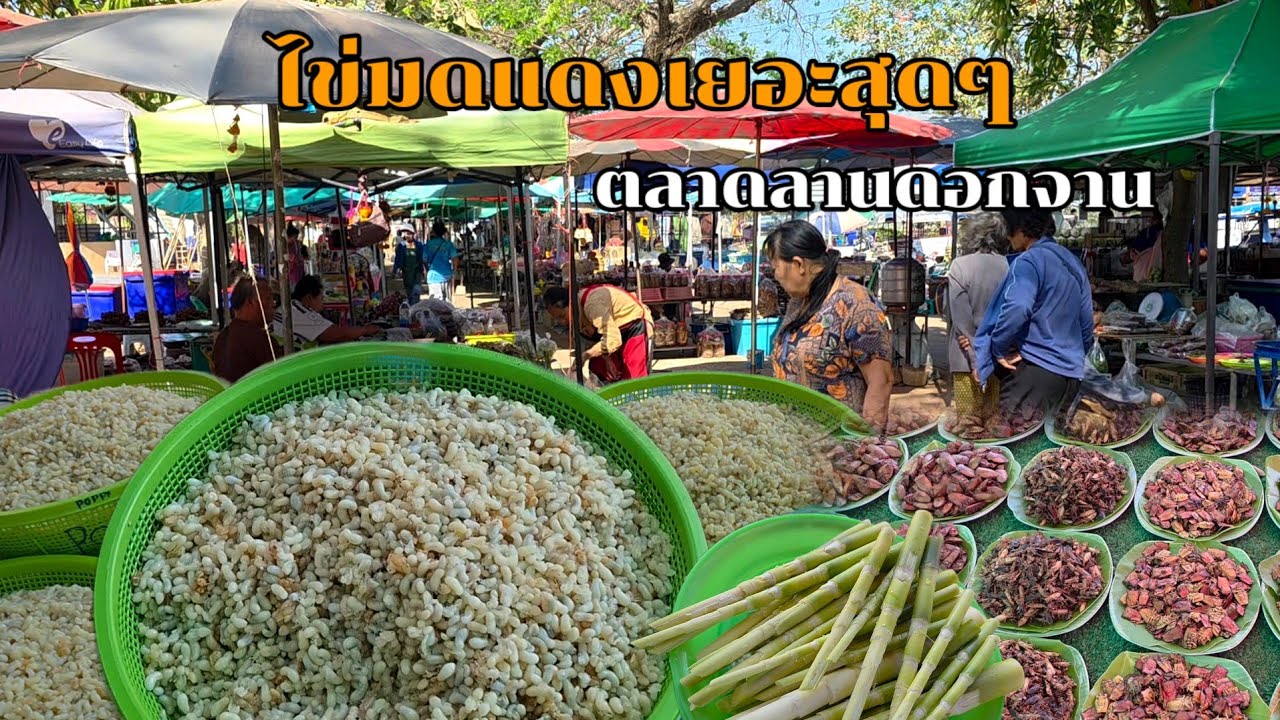 ไข่มดแดงเยอะสุดๆ ตลาดลานดอกจาน อ.เขมราฐ จ.อุบลฯ #ไข่มดแดง #ของป่า #อาหารตามฤดูกาล 