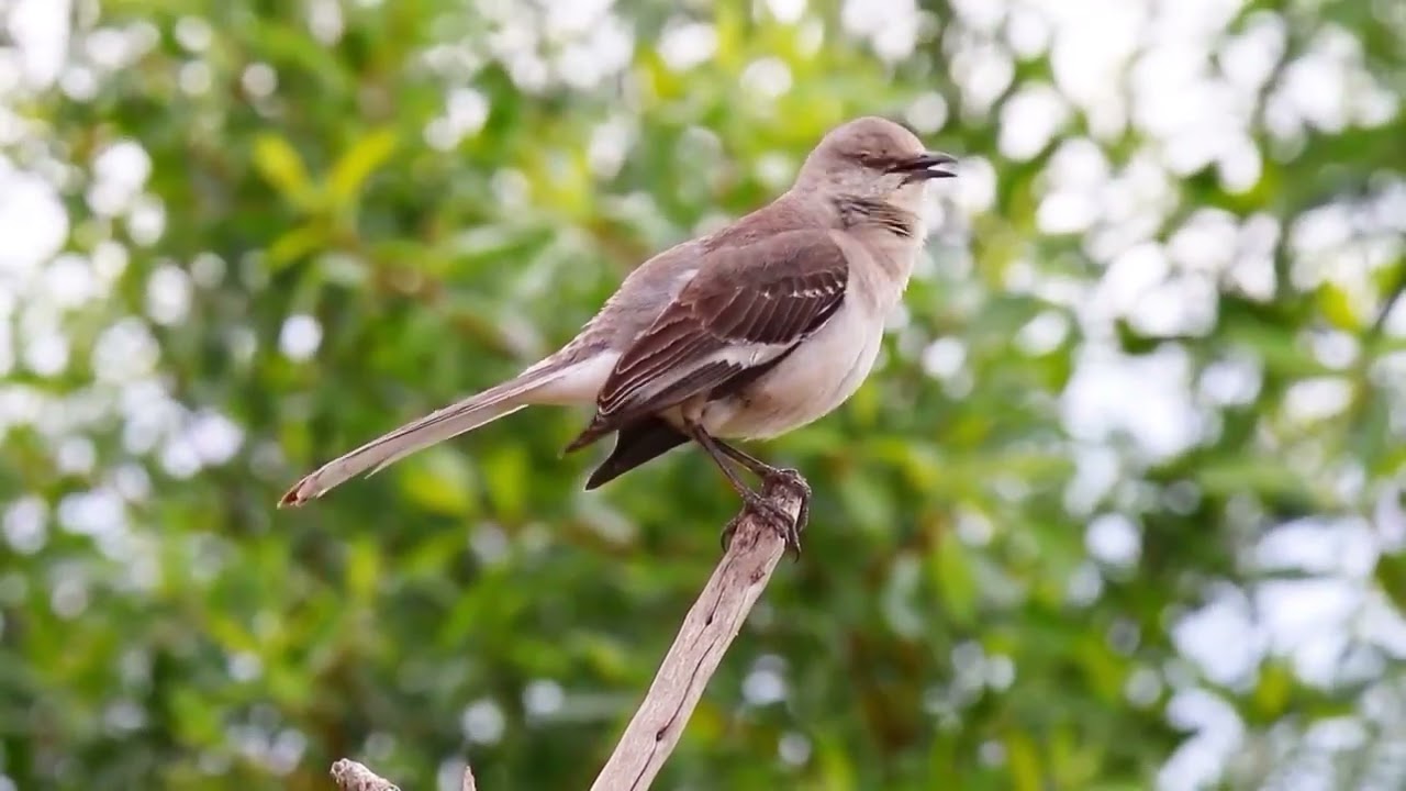 Unleashing the Maestro: Inside the Male Northern Mockingbird’s Musical Mastery -- WFC