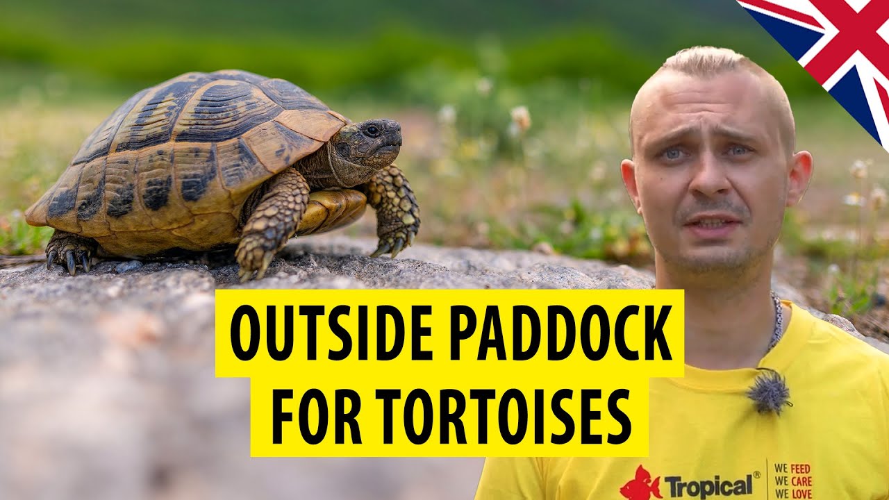 TROPICAL | Outside paddock for tortoises (ENG SUB)
