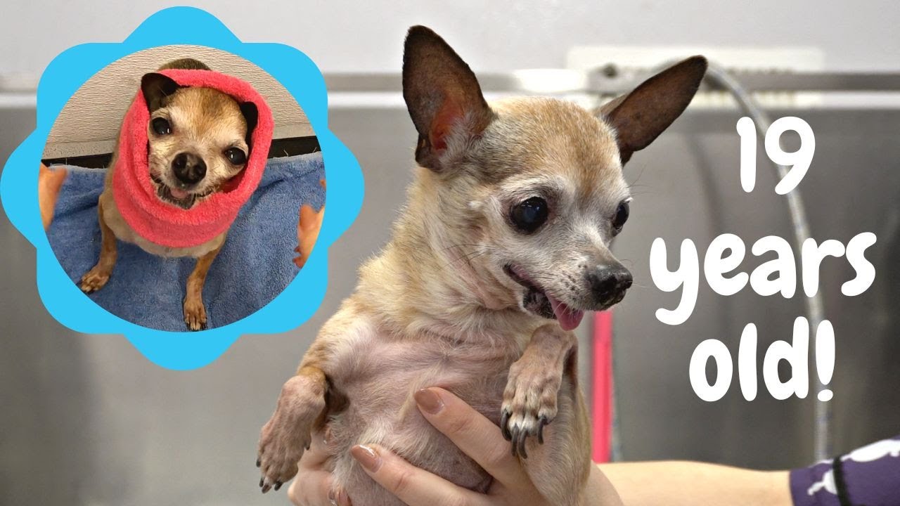 This dog is NINETEEN years old!