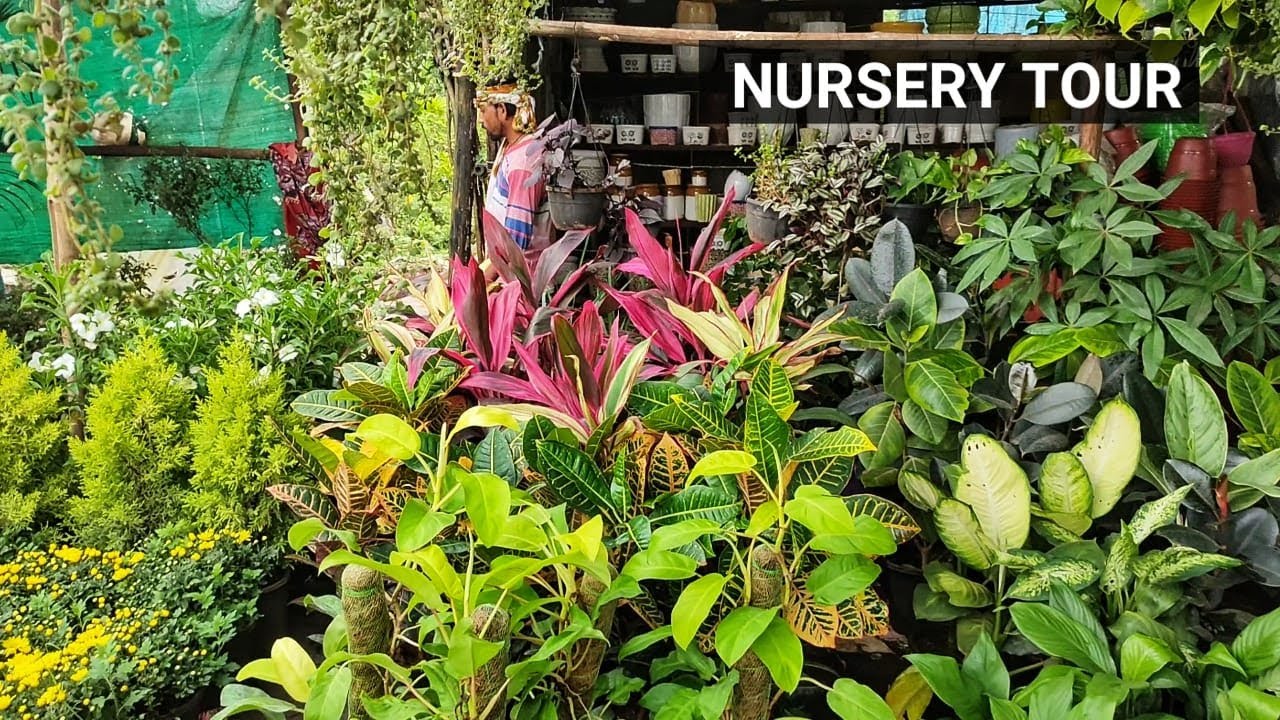 Local Plant Nursery Tour & My Plant Collection