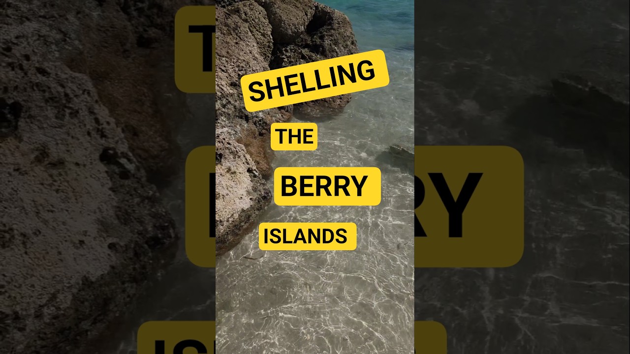 Shelling The Berry Islands in Thd Bahamas 🌴 #seashell #travel #bahamas