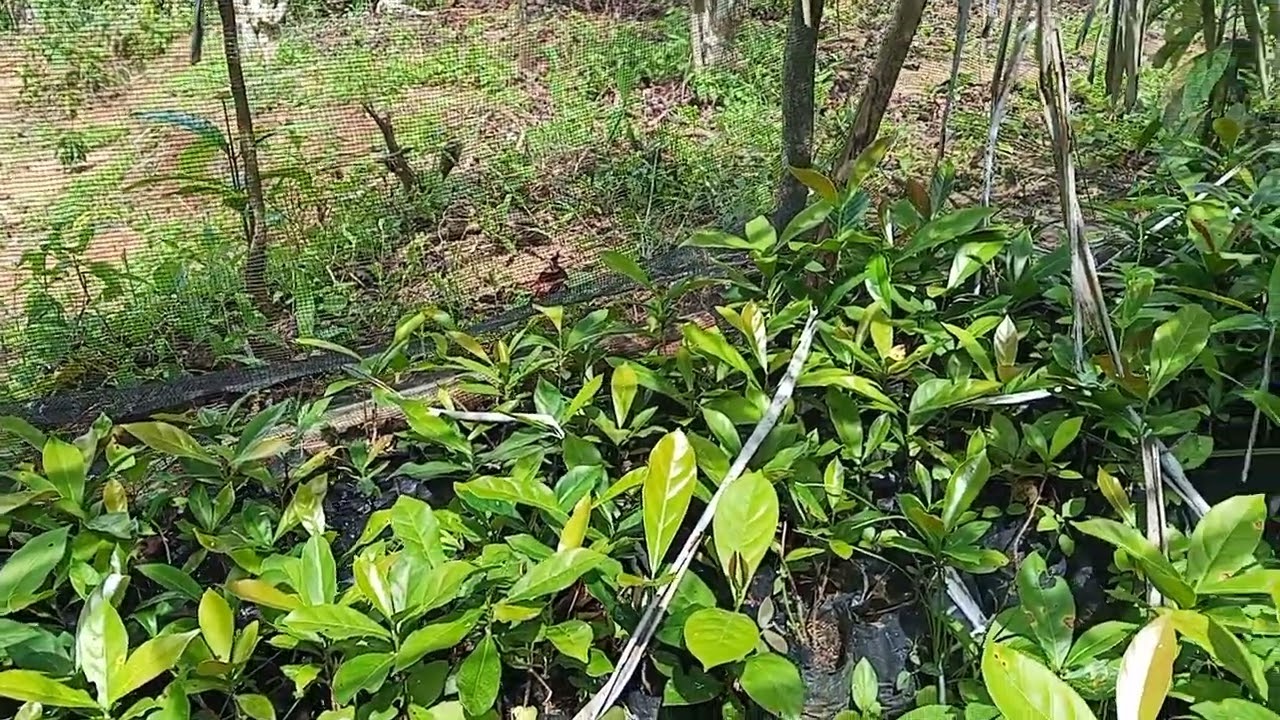Cara merawat polibet pada bibit kopi 