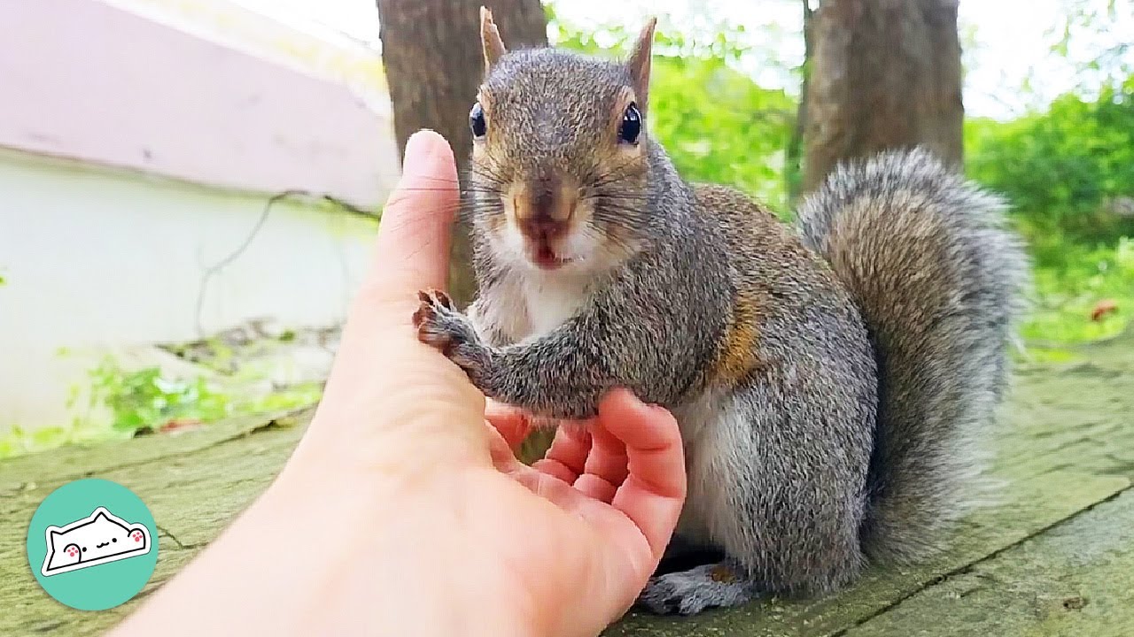 Wild Squirrel Has Been Visiting Woman For 2 Years To Show Off Her Nests | Cuddle Buddies