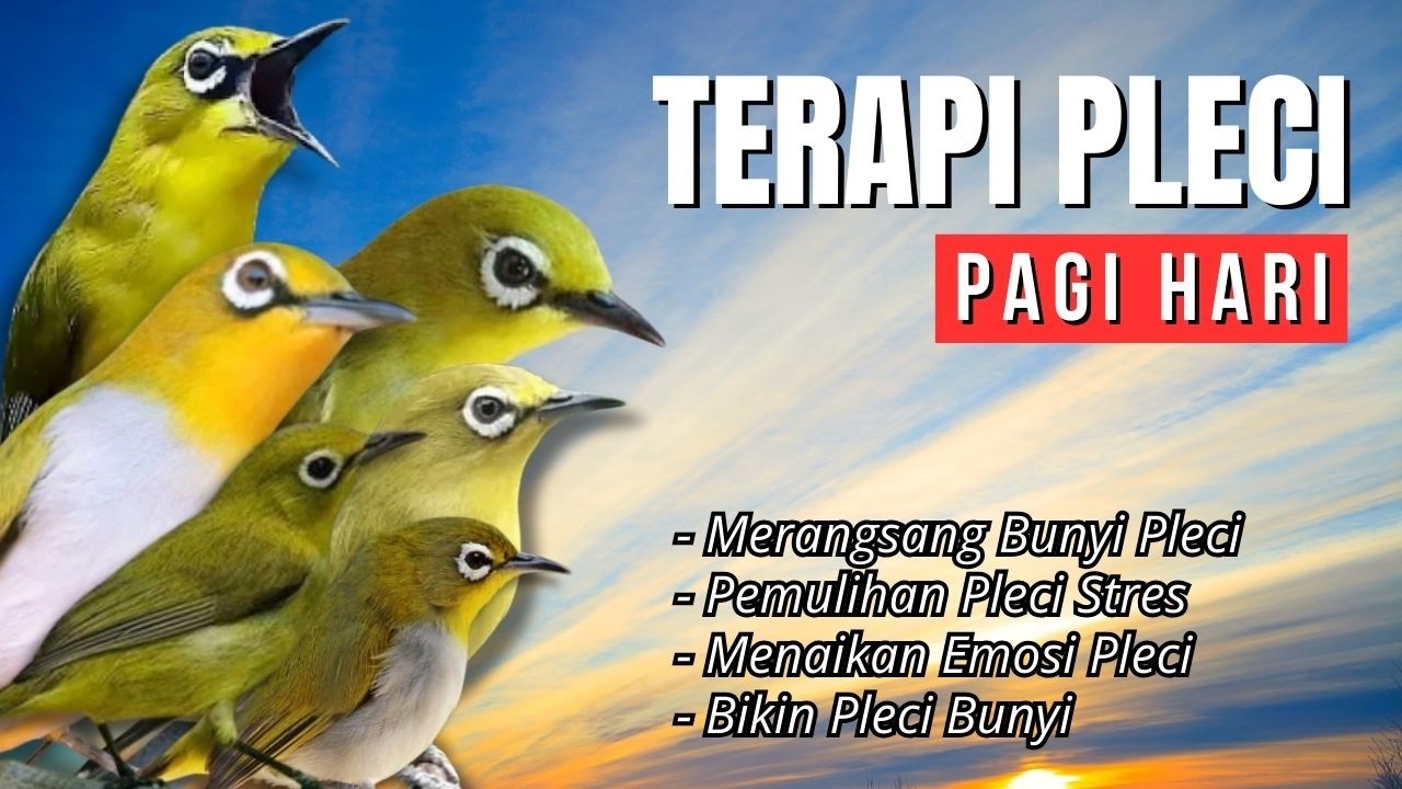Terapi Pleci Pagi Hari Ampuh Atasi Pleci Macet Bunyi