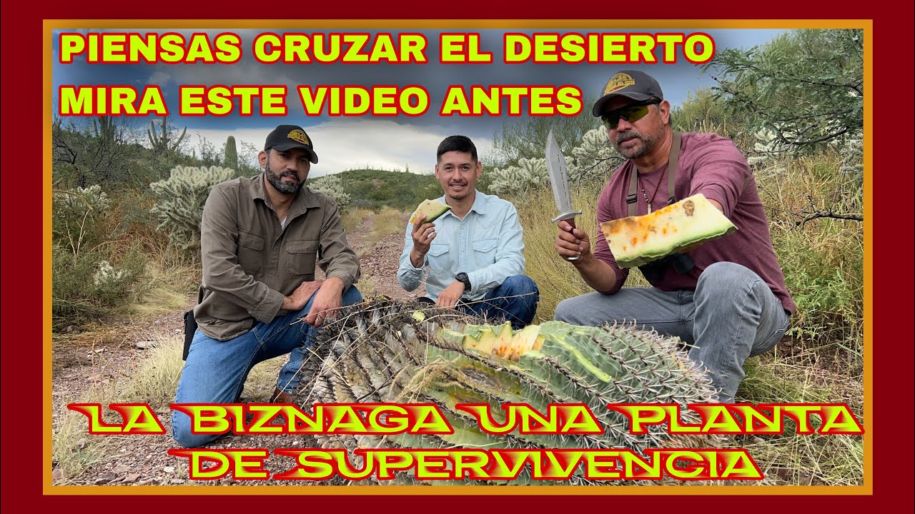 AVENTURA 336 SUPERVIVENCIA LA BIZNAGA UNA PLANTA QUE TE PUEDE SALVAR LA VIDA EN EL DESIERTO