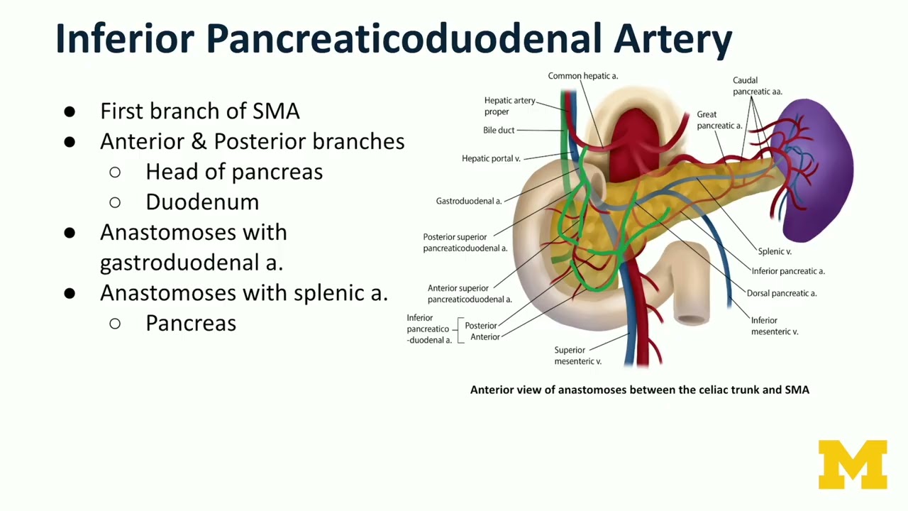 Артерии Верхняя брыжеечная артерия