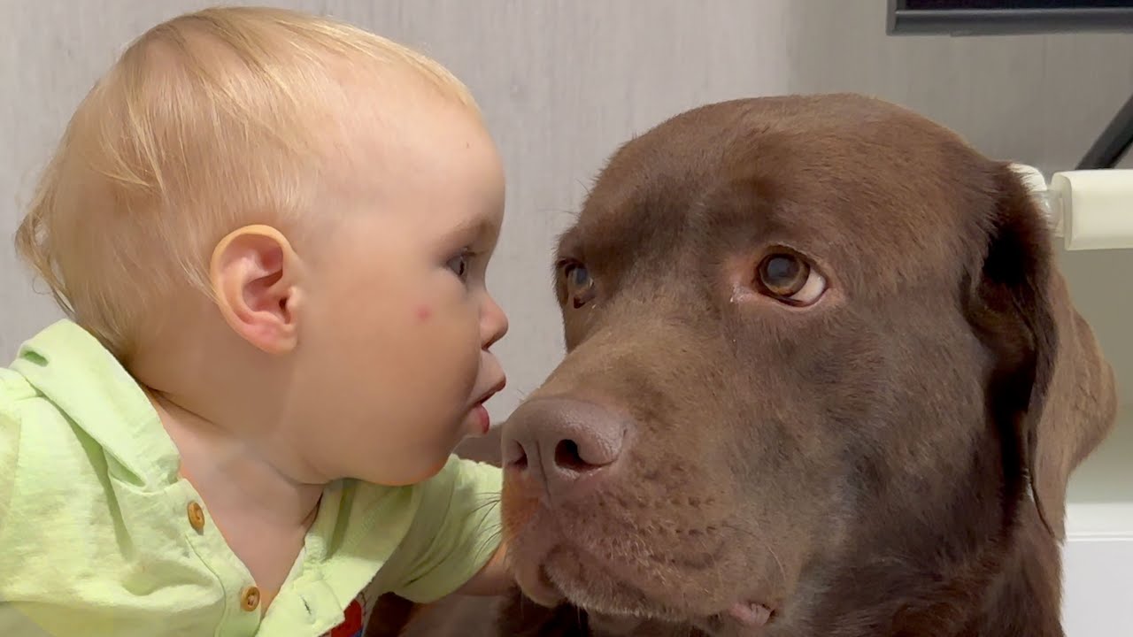 BABY TOLD A SECRET TO HIS DOG! SO CUTE!!!
