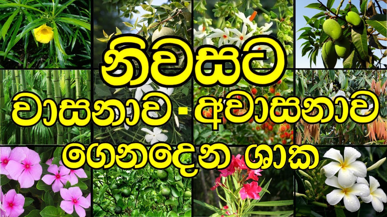 වාසනාව සහ අවාසනාව ලබාදෙන ශාක | නිවසට සුභ ගස් සහ නිවසට අසුභ ගස් - ගුප්ත රහස්