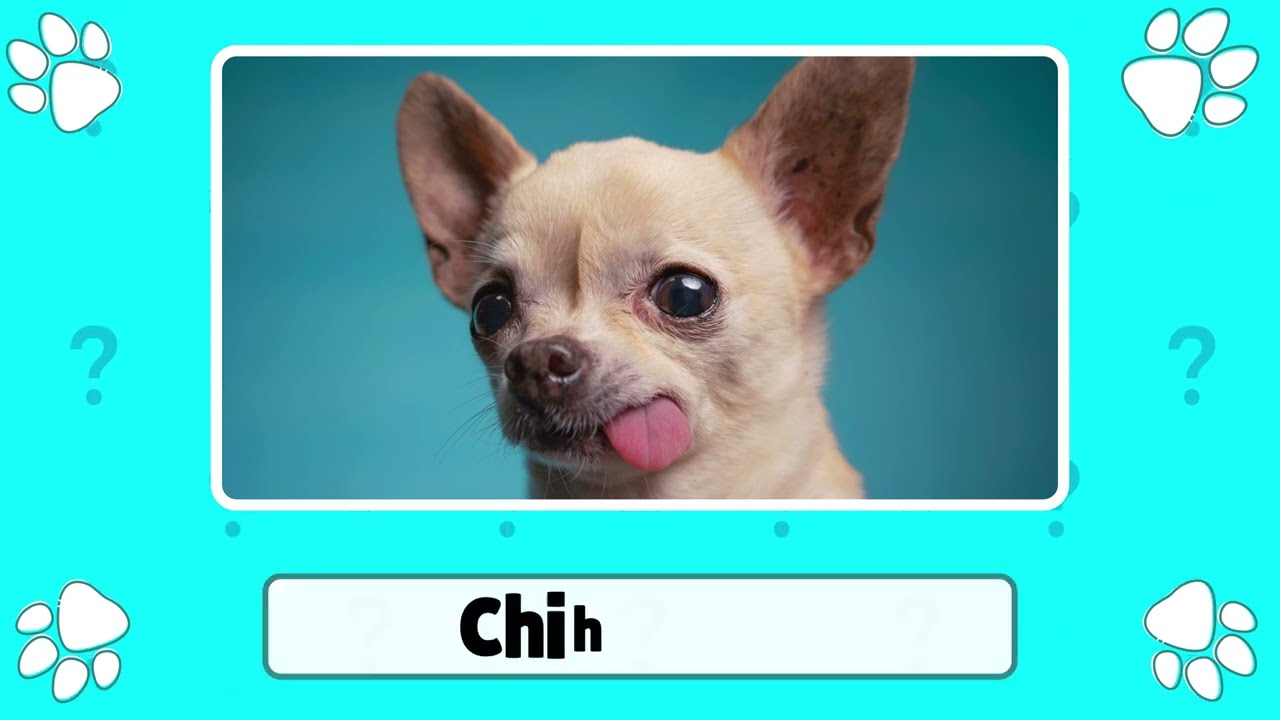 Erkennst du diese Hunderassen nur am Bild? 🐶 |  Das ultimative Hunde & Tier Quiz!