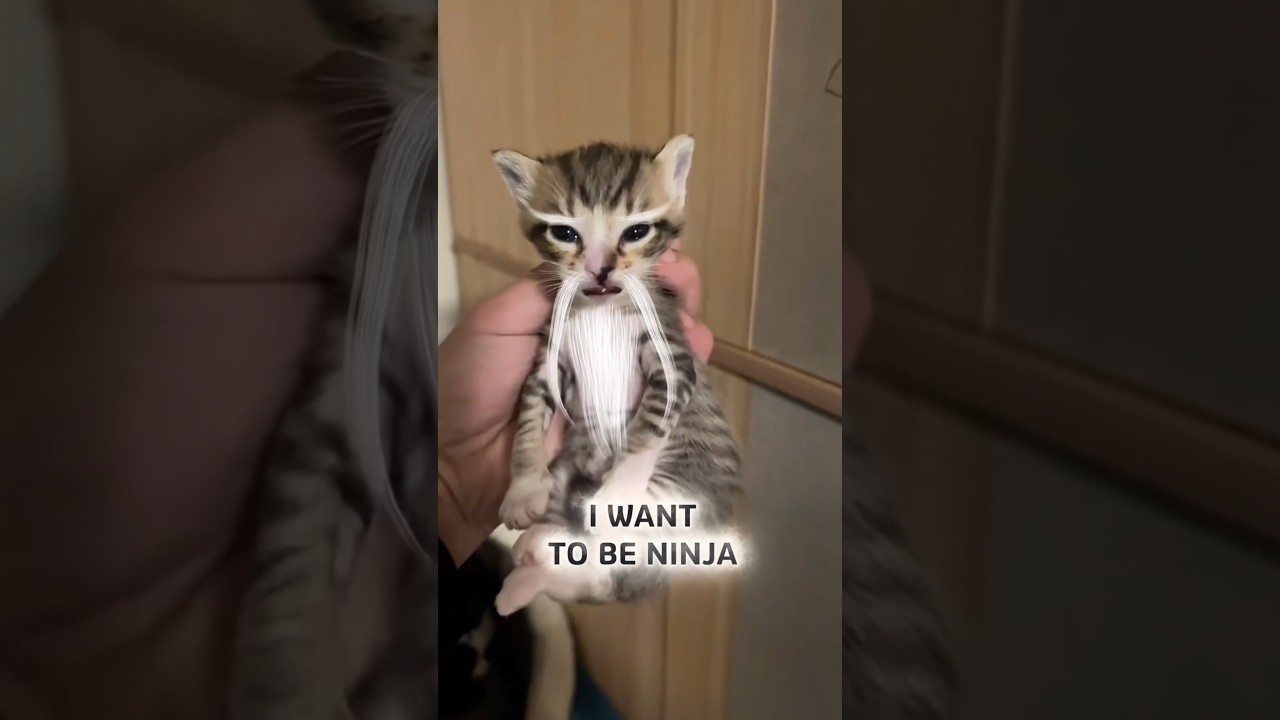 I Want to be Ninja #cats #funnycats #ninja