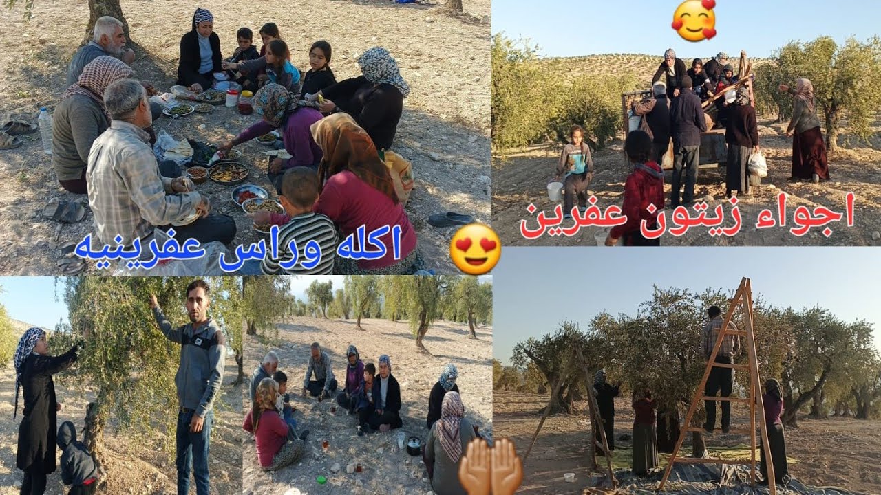اليوم والاخيرا بلشنا زيتون🫒😍 الله يعطي بركه اجواء زيتون عفرين🤲👍