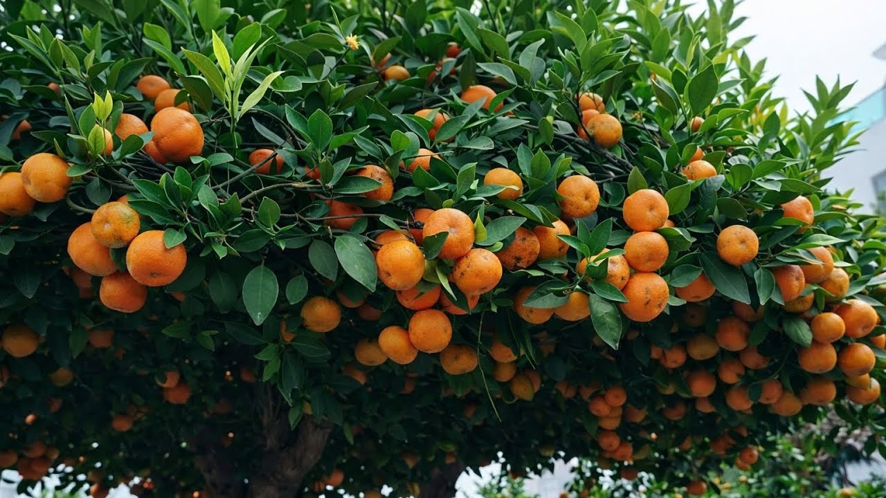 CÂY QUÝT SAI TRĨU QUẢ