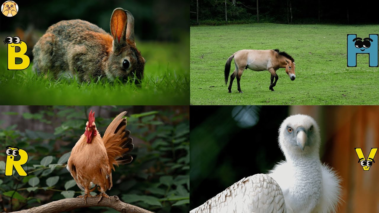 ABC Farm animal Song🐓| Learn Alphabets, English and Animals for Kids