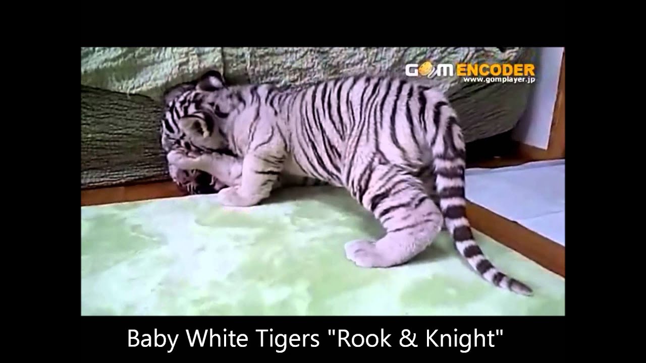 2012.11.19 しろとり動物園 ホワイトタイガー （ ルークとナイト）