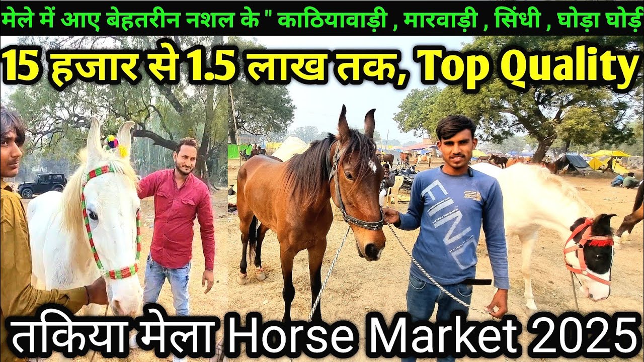 Takiya Mela 2025 || तकिया मेले में पहुंच रहे हैं काठियावाड़ी ,मारवाड़ी ,सिंधी घोड़ा घोड़ी | Horse Market