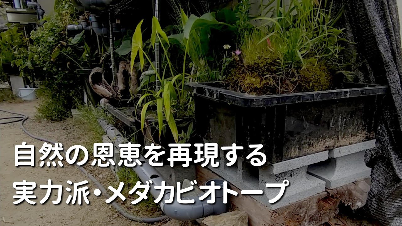 変幻自在の実力派メダカビオトープ！ 自然の恩恵を再現するカスタムビオトープの設計思想