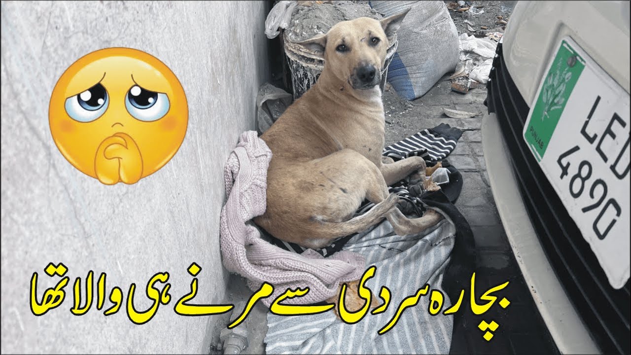 Dog Rescue While Trembling - Extreme Cold Weather in Lahore | Animal Rescue