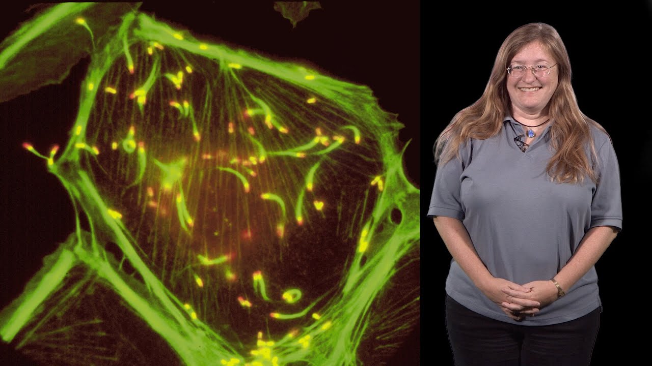 Julie Theriot (Stanford, HHMI) 1: Protein Polymers, Crawling Cells and Comet Tails