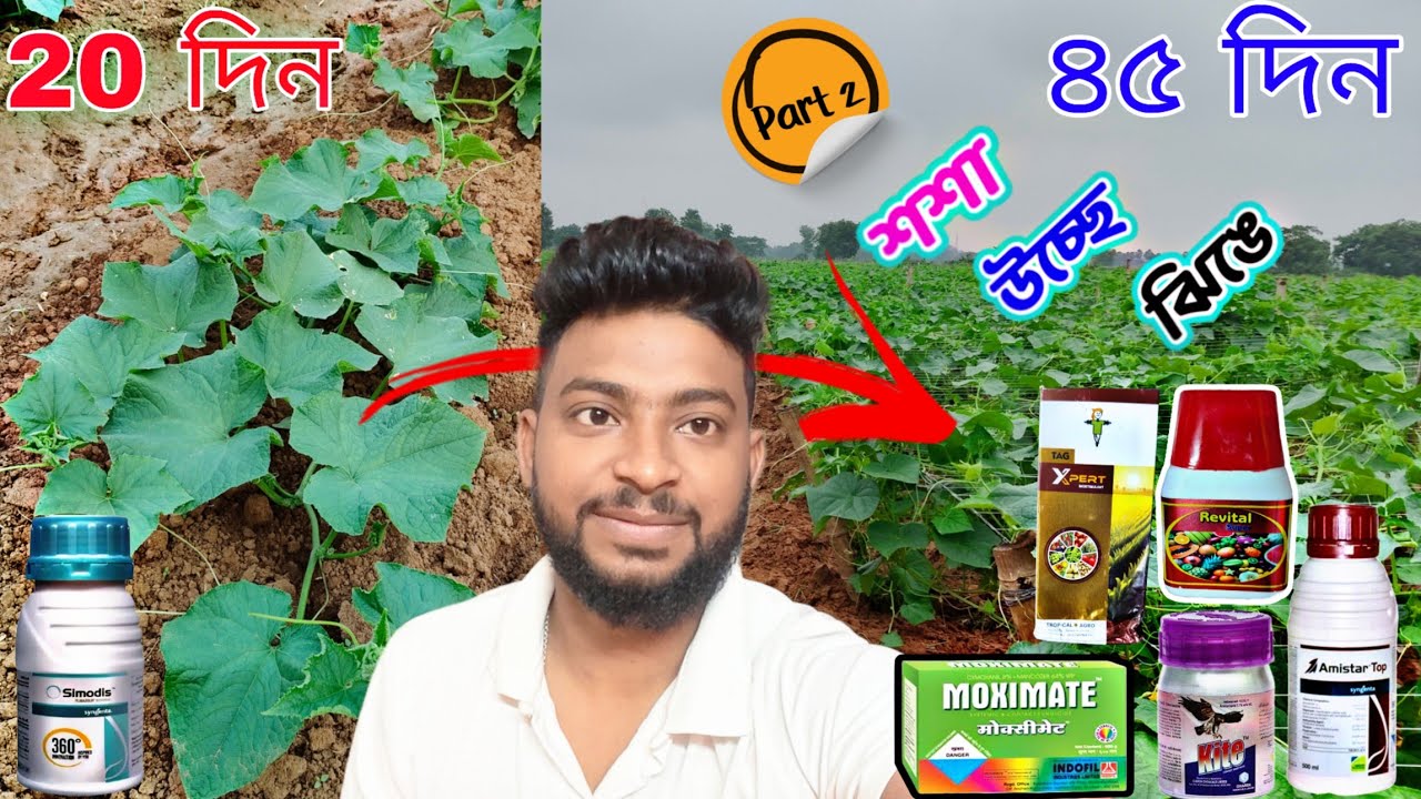 ২০ দিন পর থেকে ফল আসার আগে‌ পর্যন্ত (৪০দিন) সম্পূর্ণ  পরিচর্যা । Part 2।সমস্ত লতানো সব্জীর জন্যই